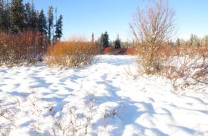 3a red willows (Cold)