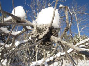 3b snow on cones (Cold)