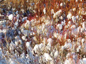 4 snow in willows best (Cold)