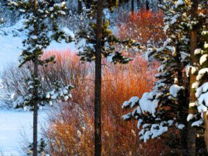 5 pink-lit willows (Cold)