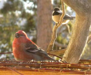 8 BC and gross (Cold)