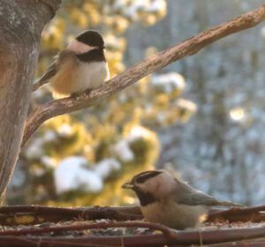 9 BC and Mt together (Cold)