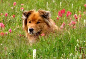 harry-in-flos (Nuk Tessli)