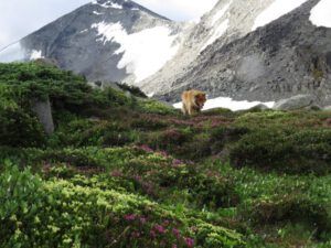 heather yellowjpg (Nuk Tessli Wildflowers Sample)
