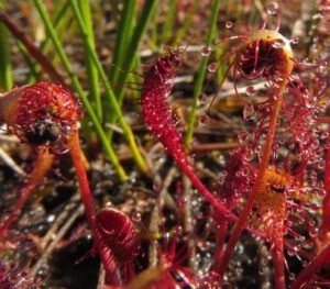 sundews (Nuk Tessli)