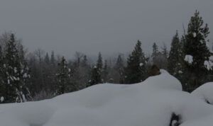 1 gloom (Gloomiest Winter on Record)