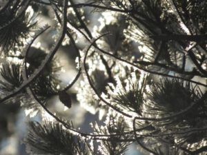 10 backlit frosty needles (New Year 2016)