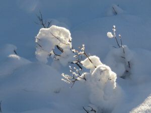 11 backlit twigs (New Year 2016)