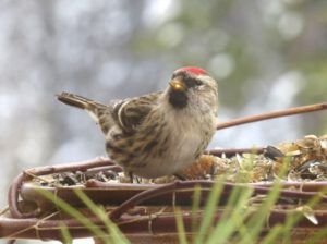 12 redpoll (Gloomiest Winter on Record)
