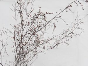 13 birch seeds (Gloomiest Winter on Record)