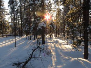 15 low sun forest (New Year 2016)