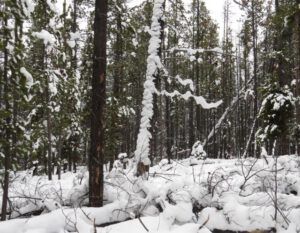15 messy forest (Gloomiest Winter on Record)