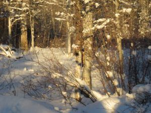 19 evening poplars (New Year 2016)
