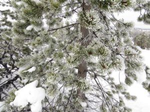 20 on dunes needle tree (Gloomiest Winter on Record)