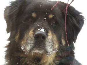 20a badger asking to come in (New Year 2016)