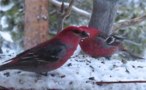 24 grosbeaks (Gloomiest Winter on Record)