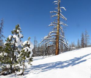 3 red snag (New Year 2016)