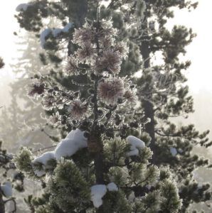 5a almost sunny frost (Gloomiest Winter on Record)