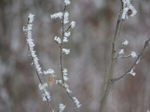 5b aspen twigs frost (Gloomiest Winter on Record)