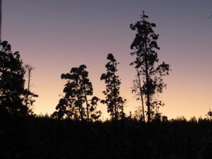 6 morning sky (New Year 2016)