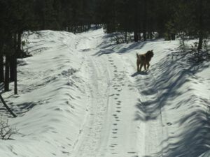 1 unploughed road (A Trip To The Dentist.)