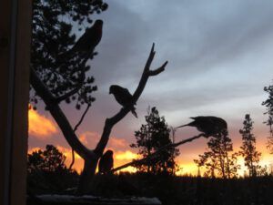 12 sunrise w (Thaw and Harry Update)