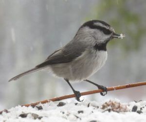 13 Mt chick snow (Thaw and Harry Update)