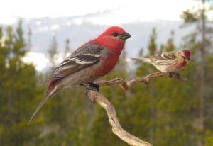 17 gross and redpoll (Thaw and Harry Update)