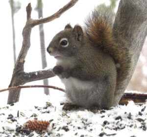 18 squirrel (Thaw and Harry Update)