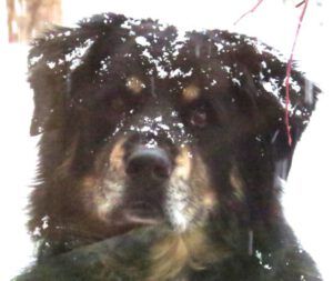 6 badger snow (Thaw and Harry Update)