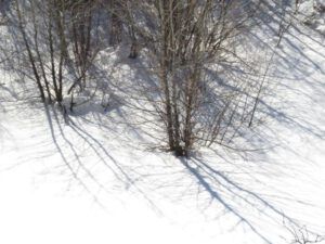 8 tree shadows (Into February Already)