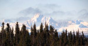 10a Monarch (Calving Season)