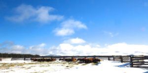 11 upper corrals (Calving Season)