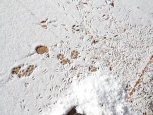 12 fresh snow (tracks) (Equinox)