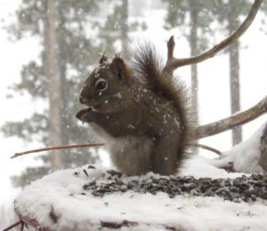12 squirrel (Signs of Spring!)