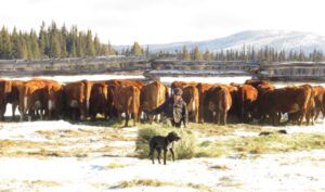 12 unrolling hay best (Calving Season)