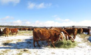 13 cows and hay 2 (Calving Season)