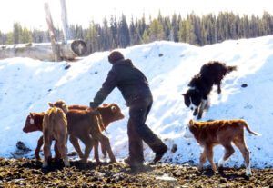 13a calvves and snowbanks (Calving Season)