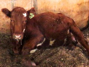 14 heifer calving (Calving Season)