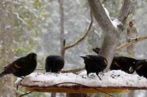 14 repoll waiting chance (Signs of Spring!)