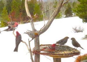 14a gross and redpoll (Signs of Spring!)