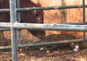 15 newborn (Calving Season)