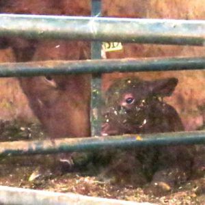 16 bnewborn 3 (Calving Season)