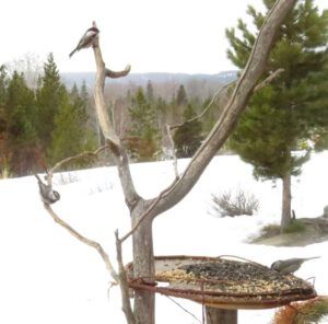 16 chickadees (Signs of Spring!)