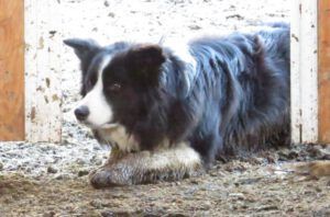 17 Dealer watching (Calving Season)