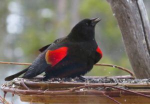 18 testosterone 2 (Equinox)