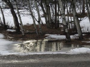 19 rain on puddle (Signs of Spring!)