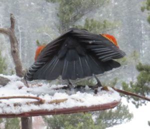 20 MY feeder back (Equinox)