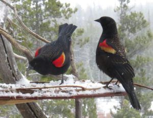 21 bb display best (Equinox)