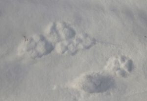 25 woolf tracks (Equinox)